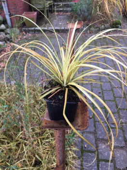 Goldsegge Carex "Evergold"  im Topf (10-20cm)